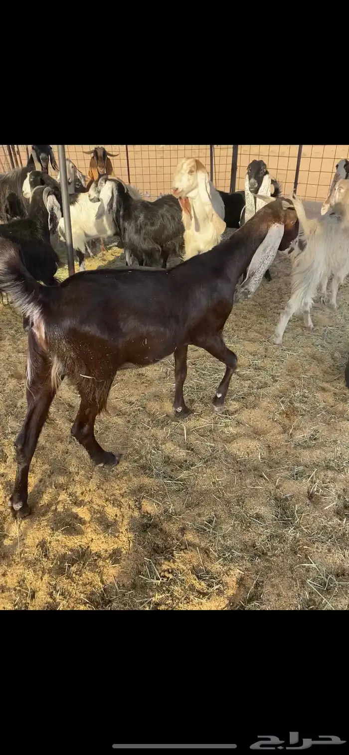 معزا مضاريع ودفيع 0