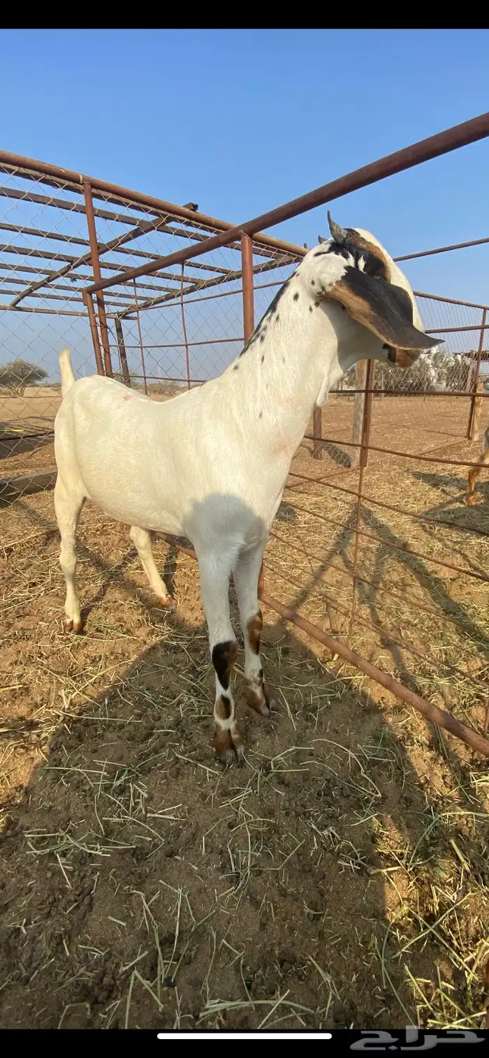 جفره فاخره 0