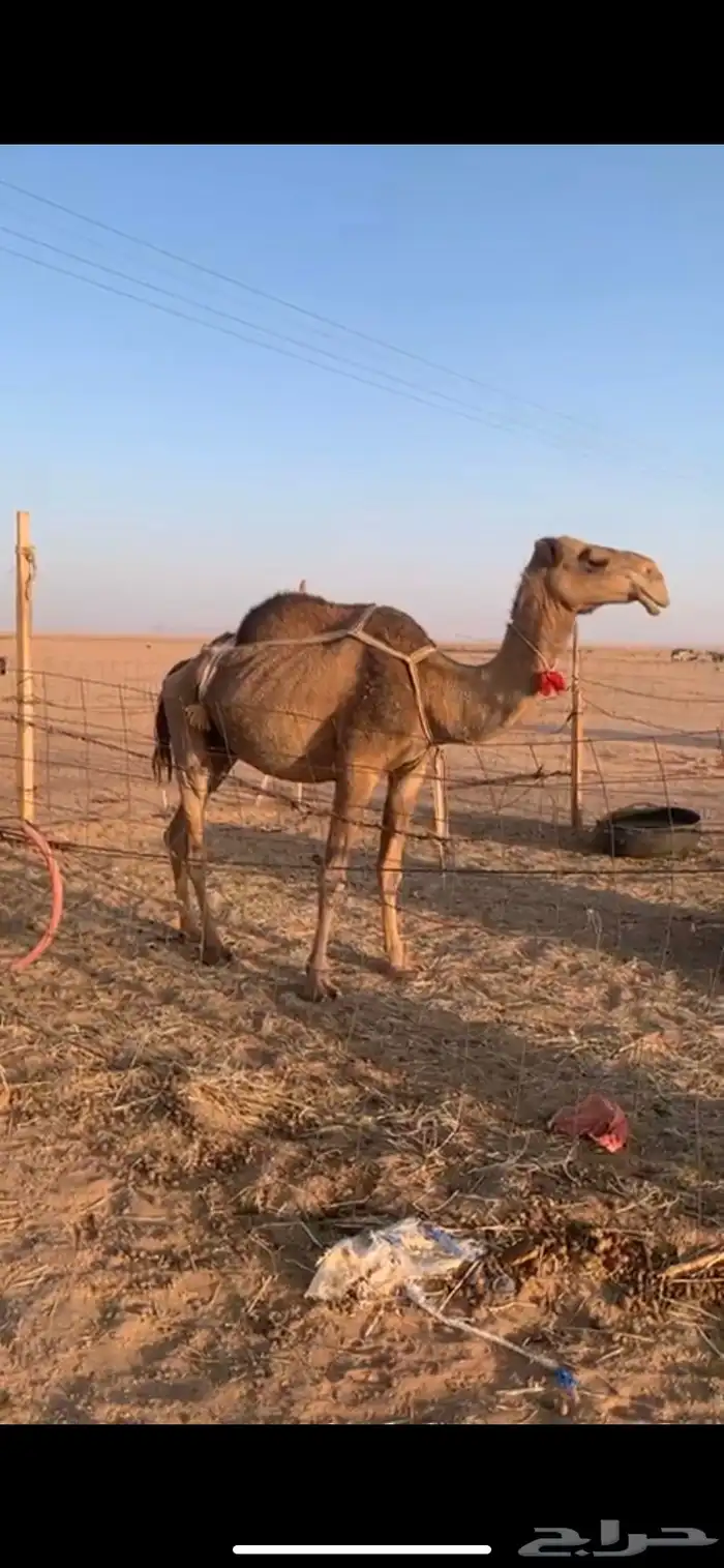 لبيع خفوت صفراء دبيانيه مبيوع ولدها 0