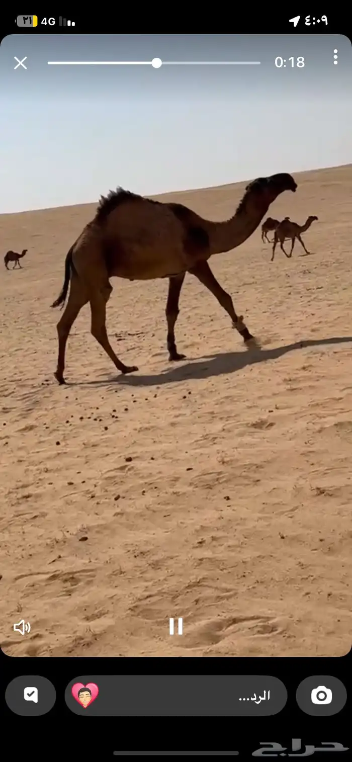 قعود دبياني 0