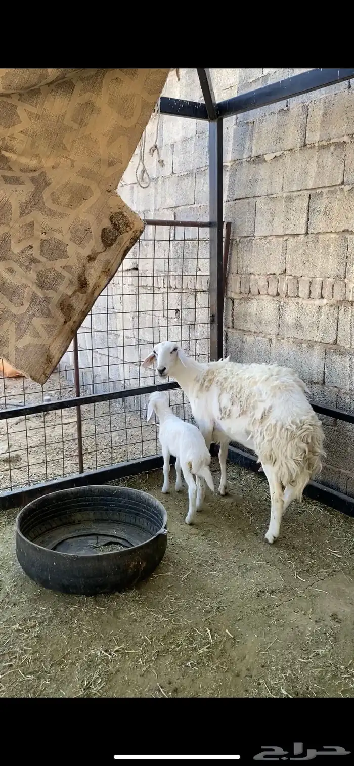 حرية حرشا رباع صنف الصنف نخبة والد(( تم البيع )) 2