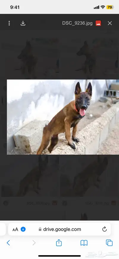 عرض لمنتجين كلاب المالينو index