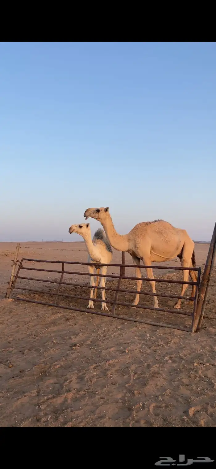 ثلاث عشاير تحتهن بكار 1