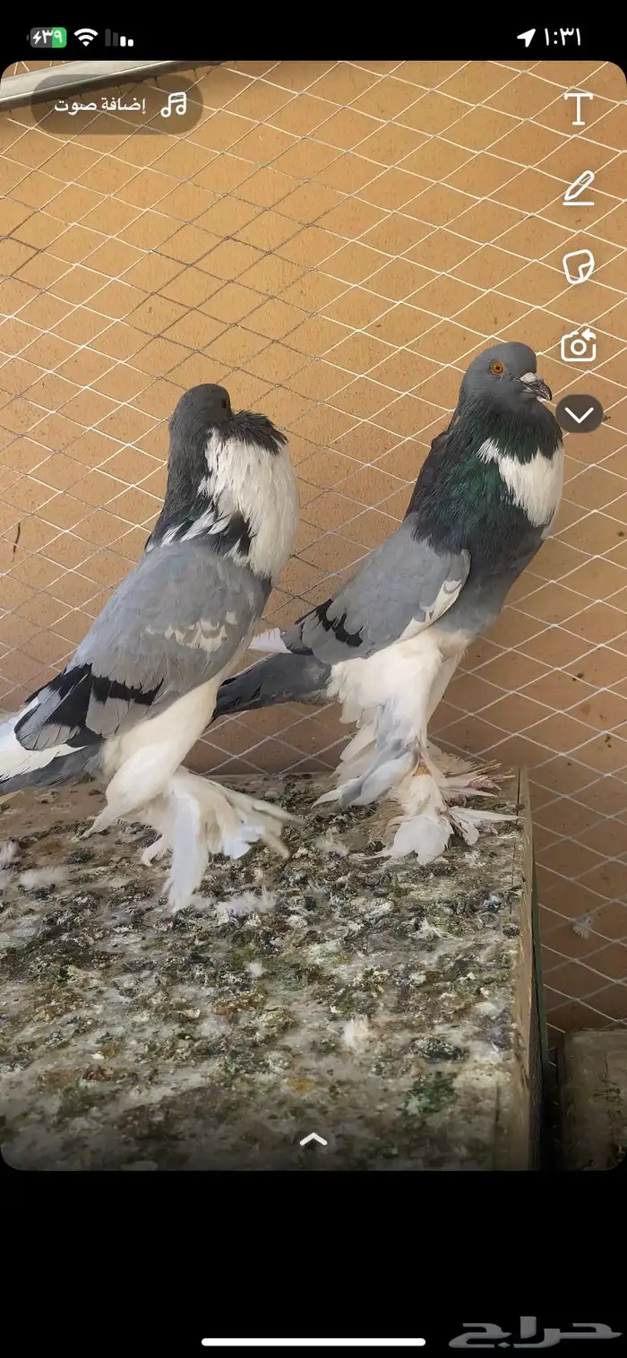 زوج نفاخ ابو هلال 3