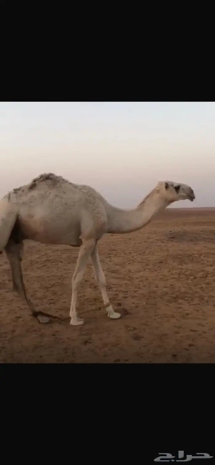 قعود للبيع 1