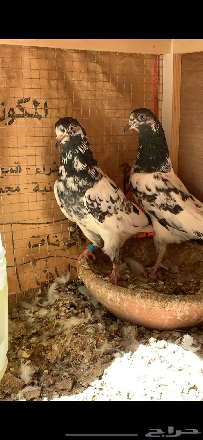 حمام باكستاني 0