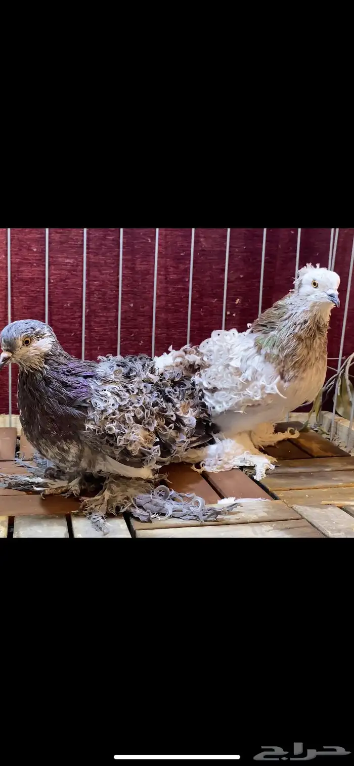 (( زوج مفتل )) 0