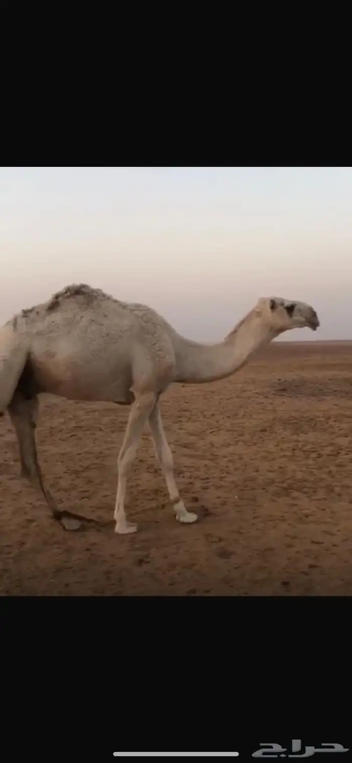 قعود للبيع 0