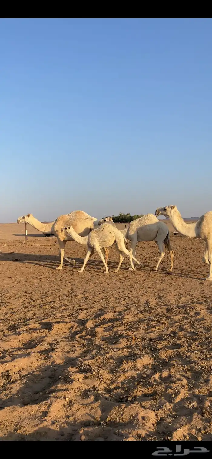 ثلاث عشاير تحتهن بكار 0