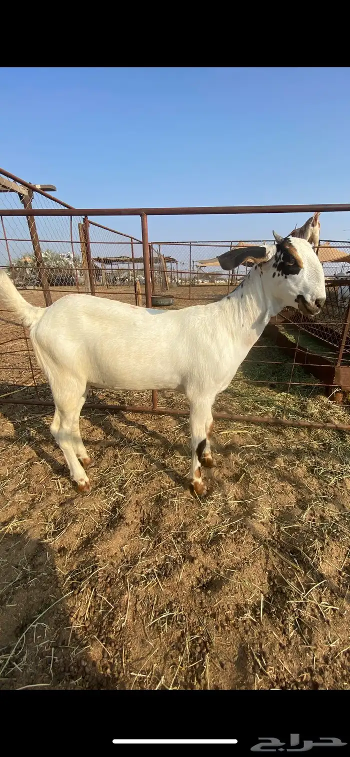 جفره فاخره 1