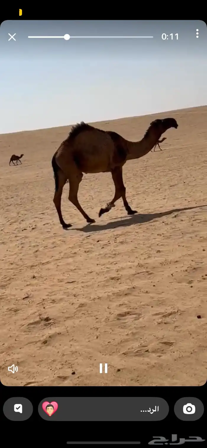 قعود دبياني 1