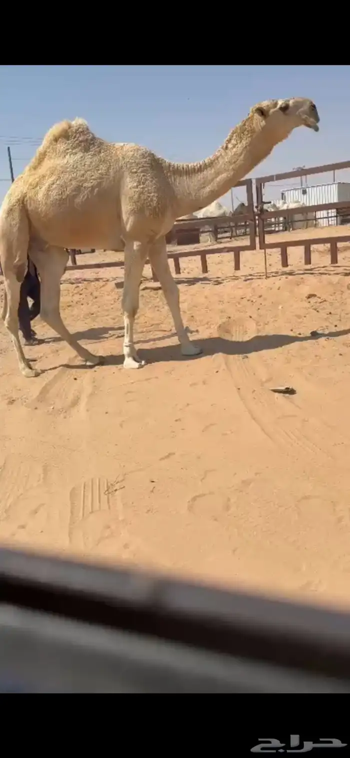 فحل رماني غييثي كفو 0