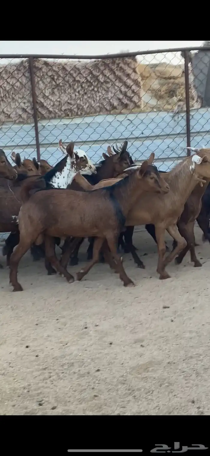 15 تيس كفو كفو مقفله شحم 3