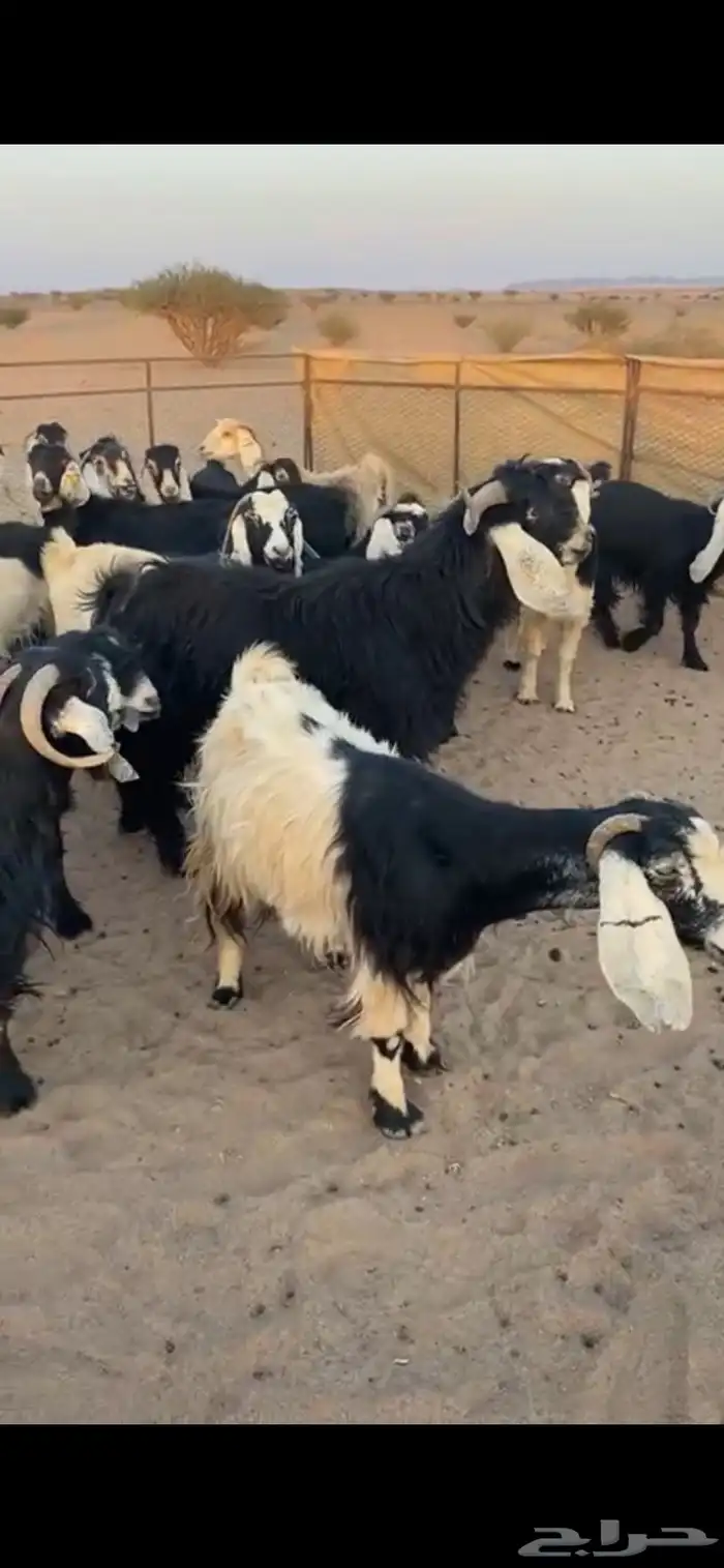 معزا تم البيع اضغط متابعه يصلك كل جديد 2