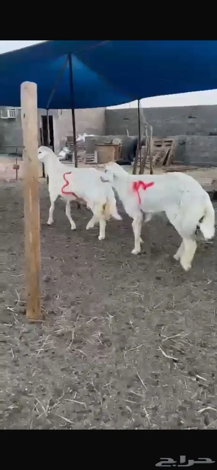 للبيع فحول صنف 0