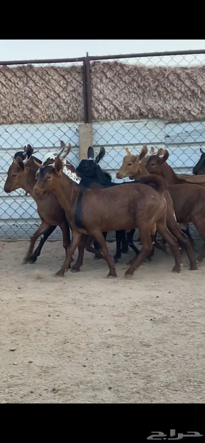 15 تيس كفو كفو مقفله شحم 2