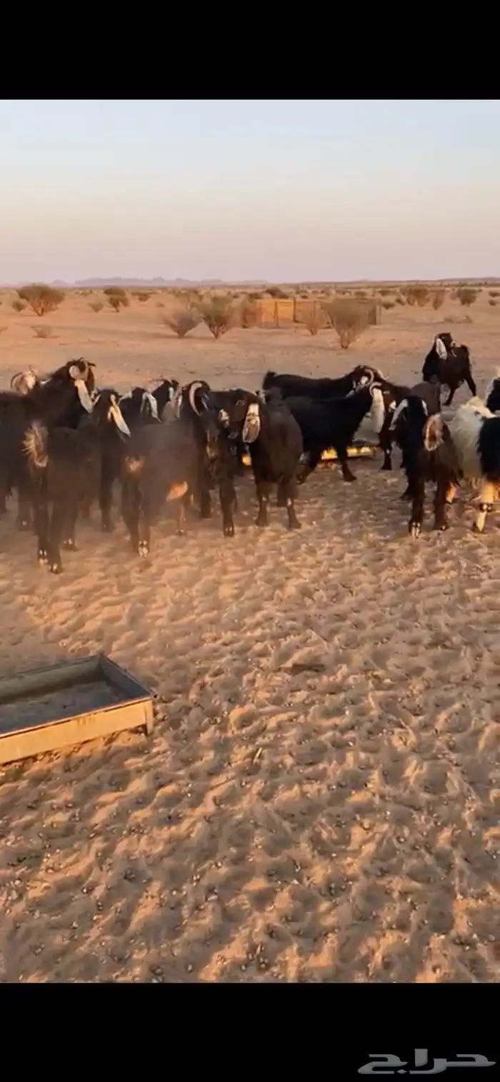 معزا تم البيع اضغط متابعه يصلك كل جديد 0