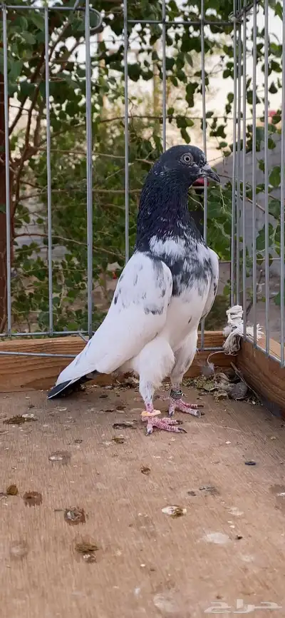 للبيع جوزين تيدي index