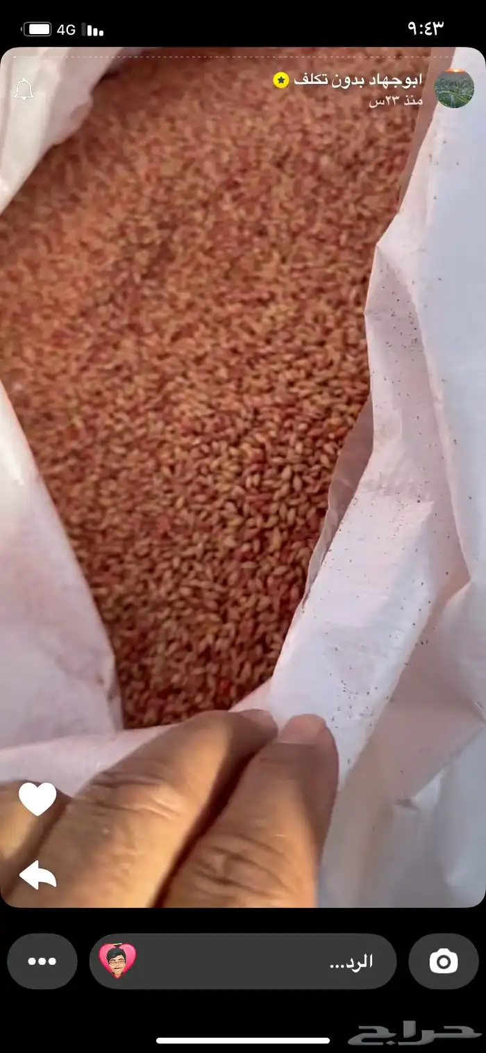 قمح معيا درجه اولى من افضل انواع القمح المحلي 3