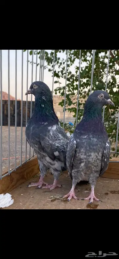 للبيع جوزين رام index