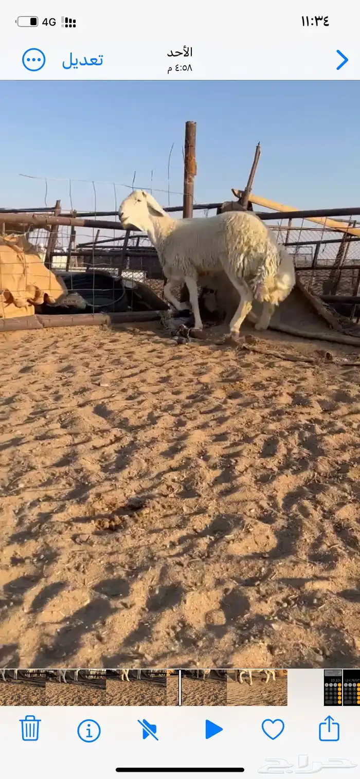 طلي فحل مشروط 1