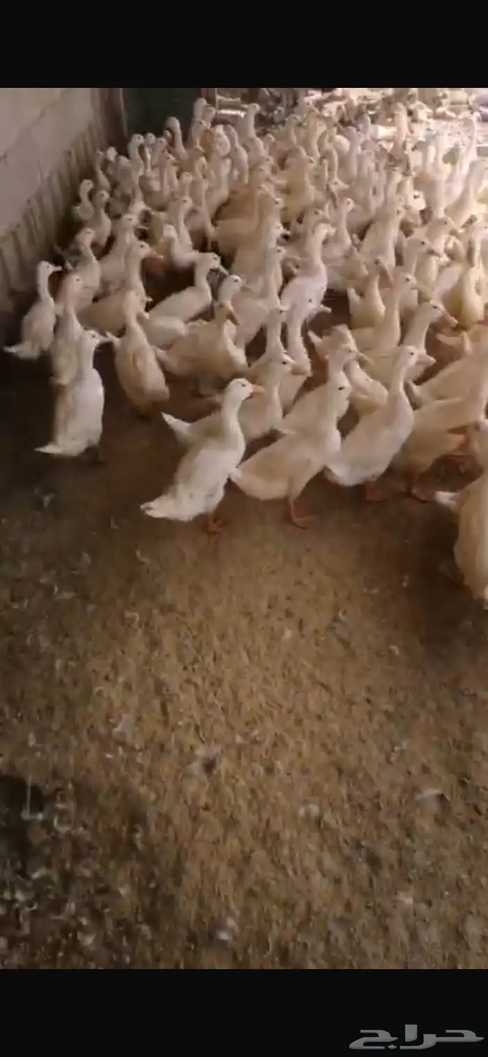 للبيع بط بكيني عمر 3 شهور 1