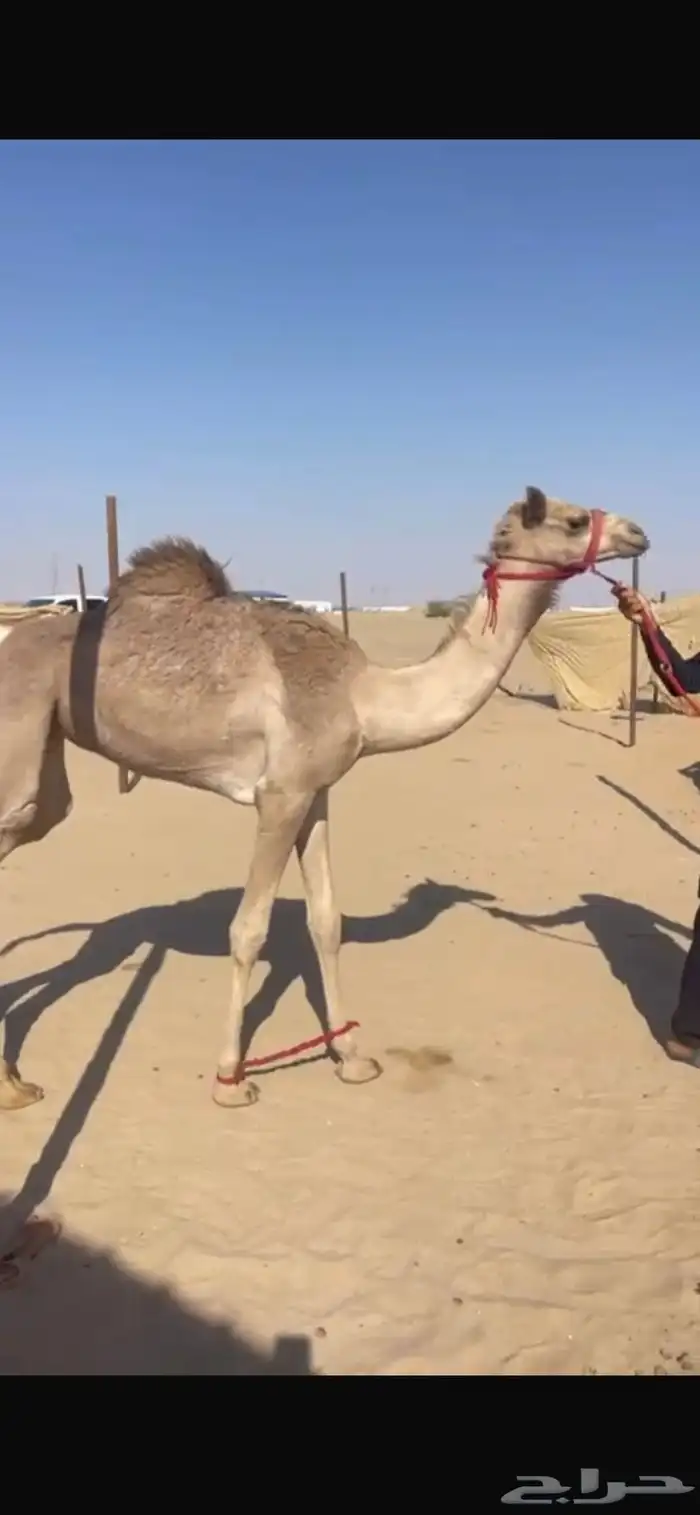 بكره اصيل للبيع 0