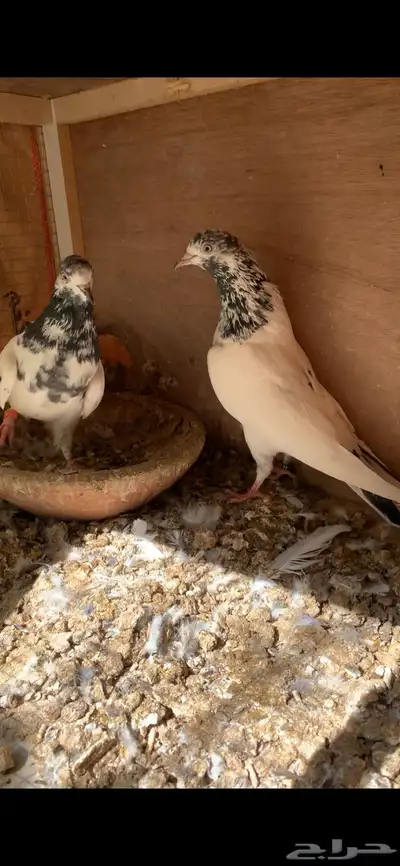 حمام باكستاني index