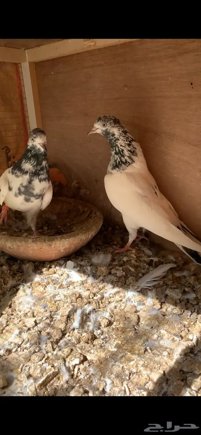 حمام باكستاني 2