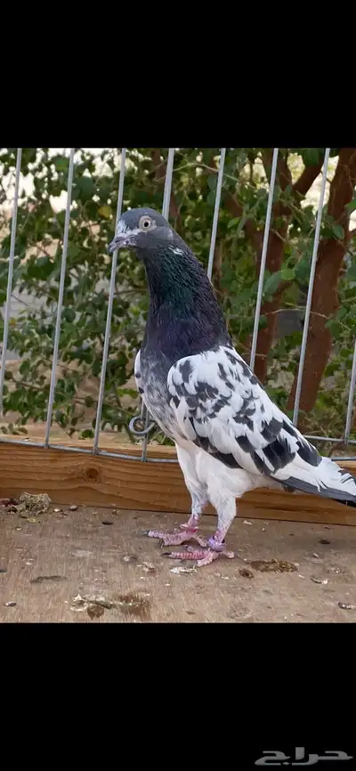 للبيع جوزين رام index