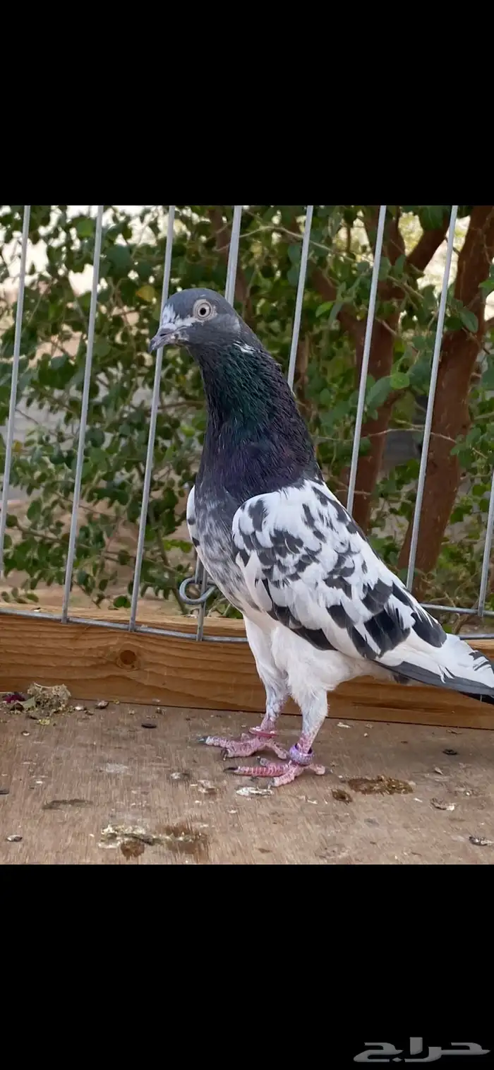 للبيع جوزين رام 3