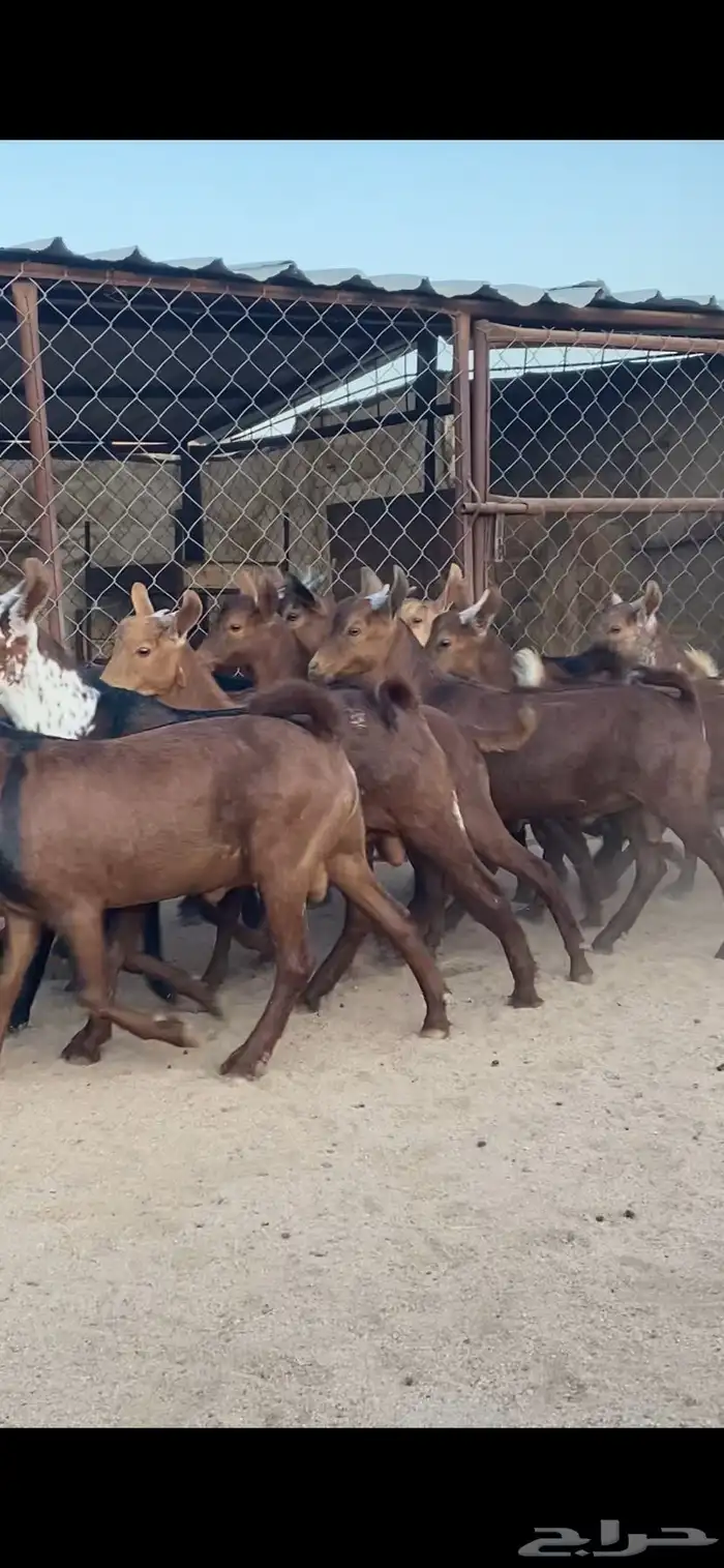 15 تيس كفو كفو مقفله شحم 1