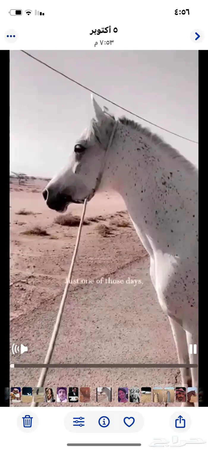 حصان شعبي حار سليم من إلا مراض كان موتر وسلم 1