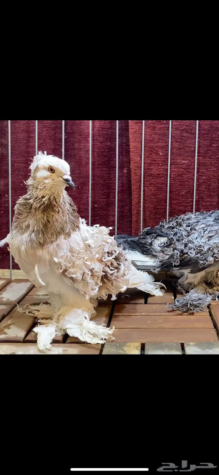 (( زوج مفتل )) 1