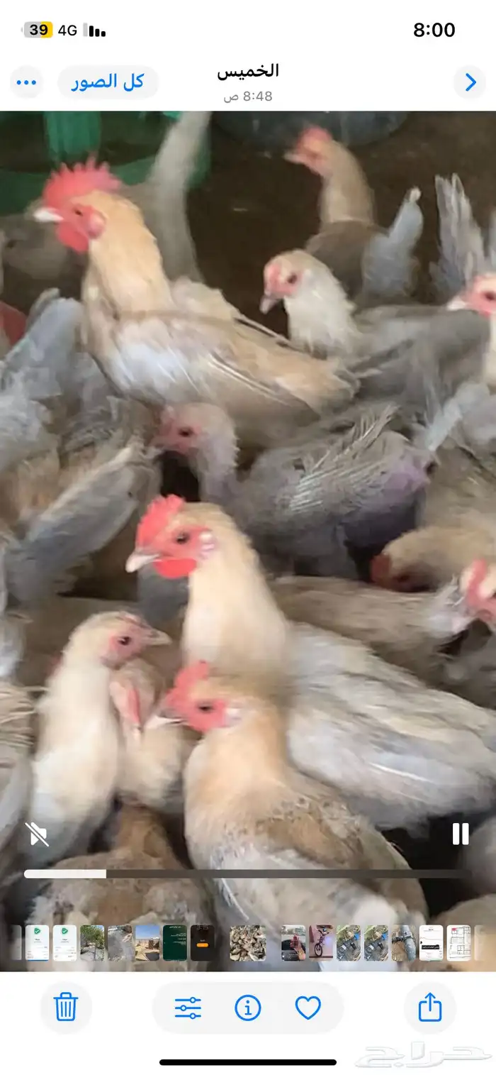 دياكه فيومي عمر6شهور للبيع الاحساء العمران 0