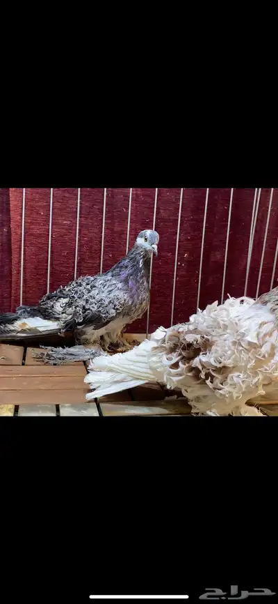 (( زوج مفتل )) index