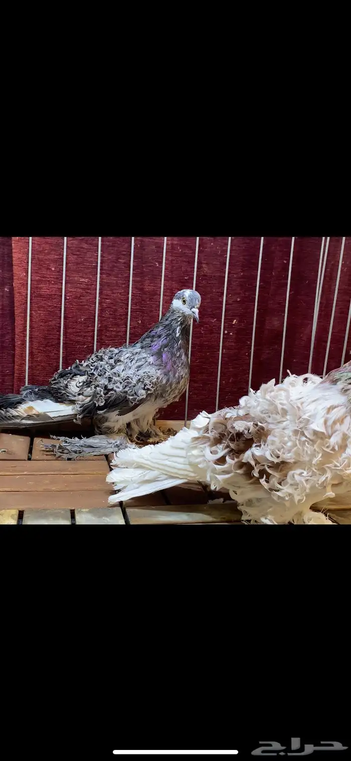 (( زوج مفتل )) 2