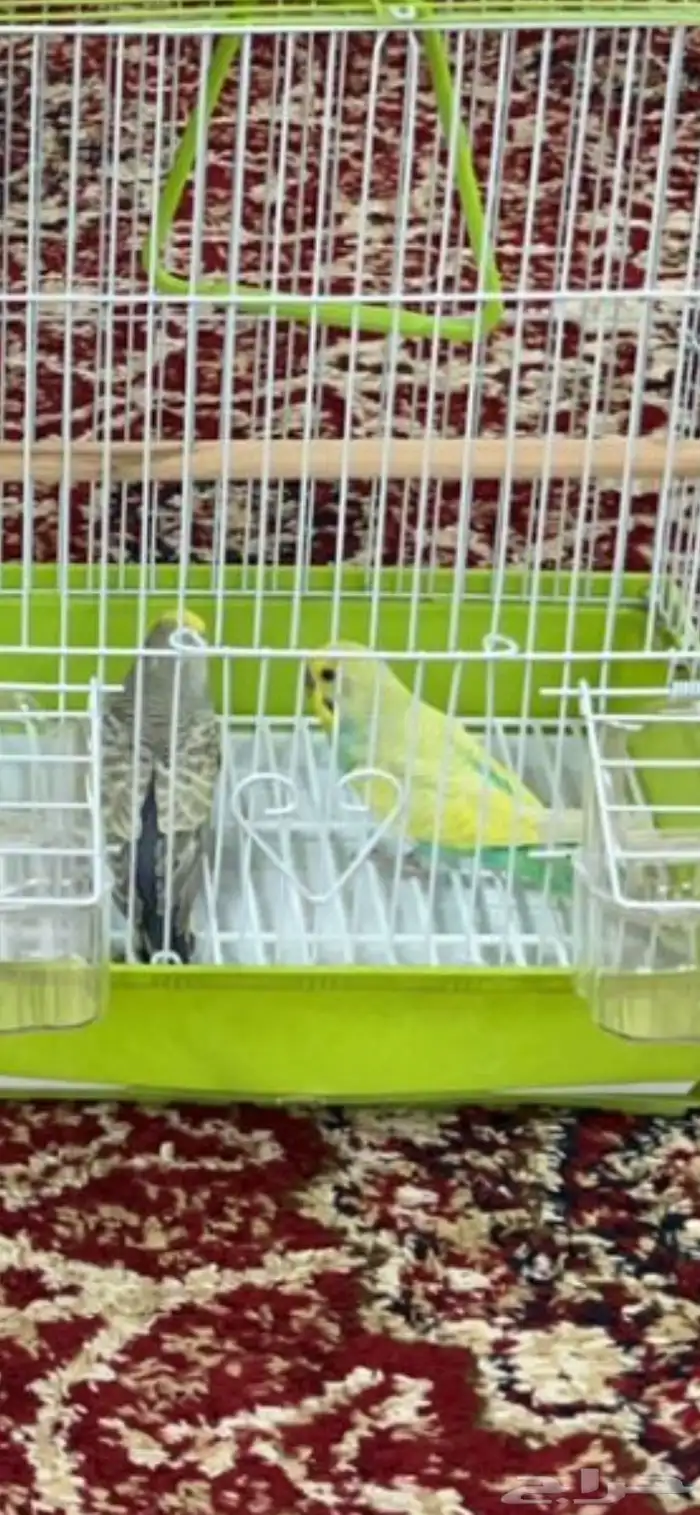 زوج طيور بادجي اصحه ممتازه جاهز لي الإنتاج 1