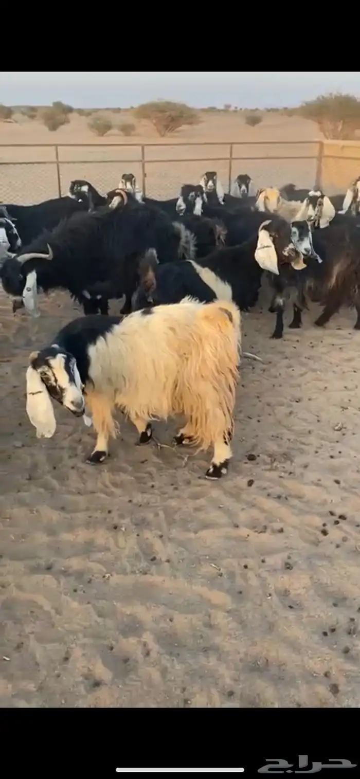 معزا تم البيع اضغط متابعه يصلك كل جديد 3