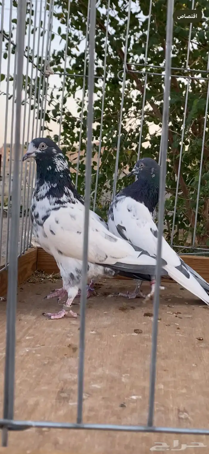 للبيع جوزين تيدي 1