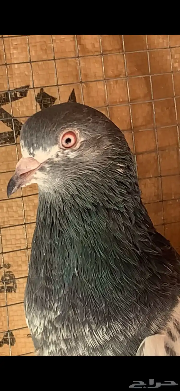 حمام باكستاني 5