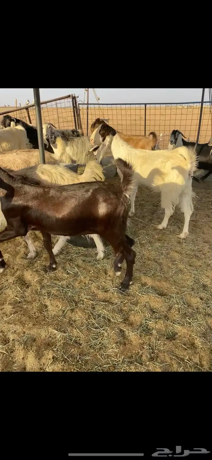 معزا مضاريع ودفيع 2