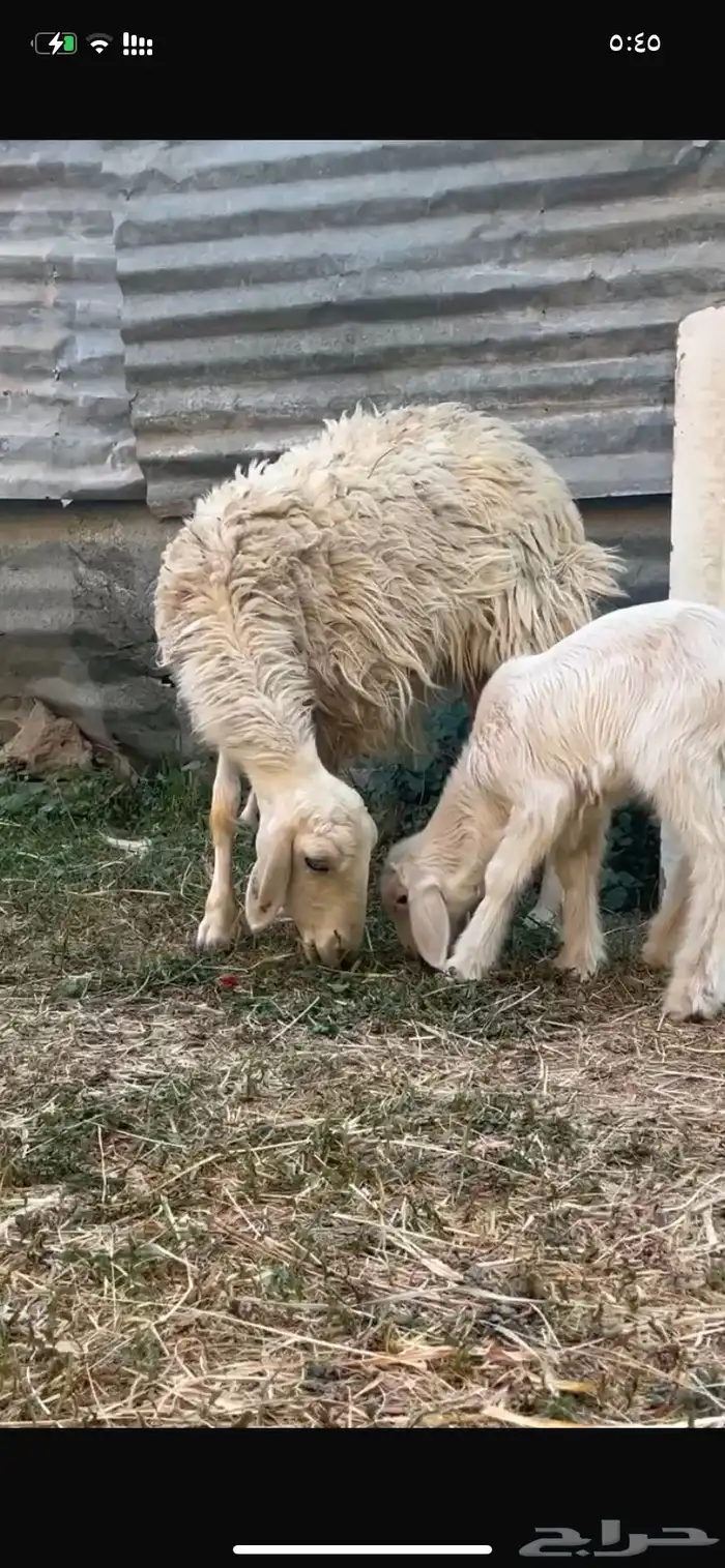 نعجه صفراء متبع 0