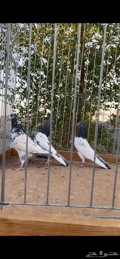 للبيع جوزين تيدي index