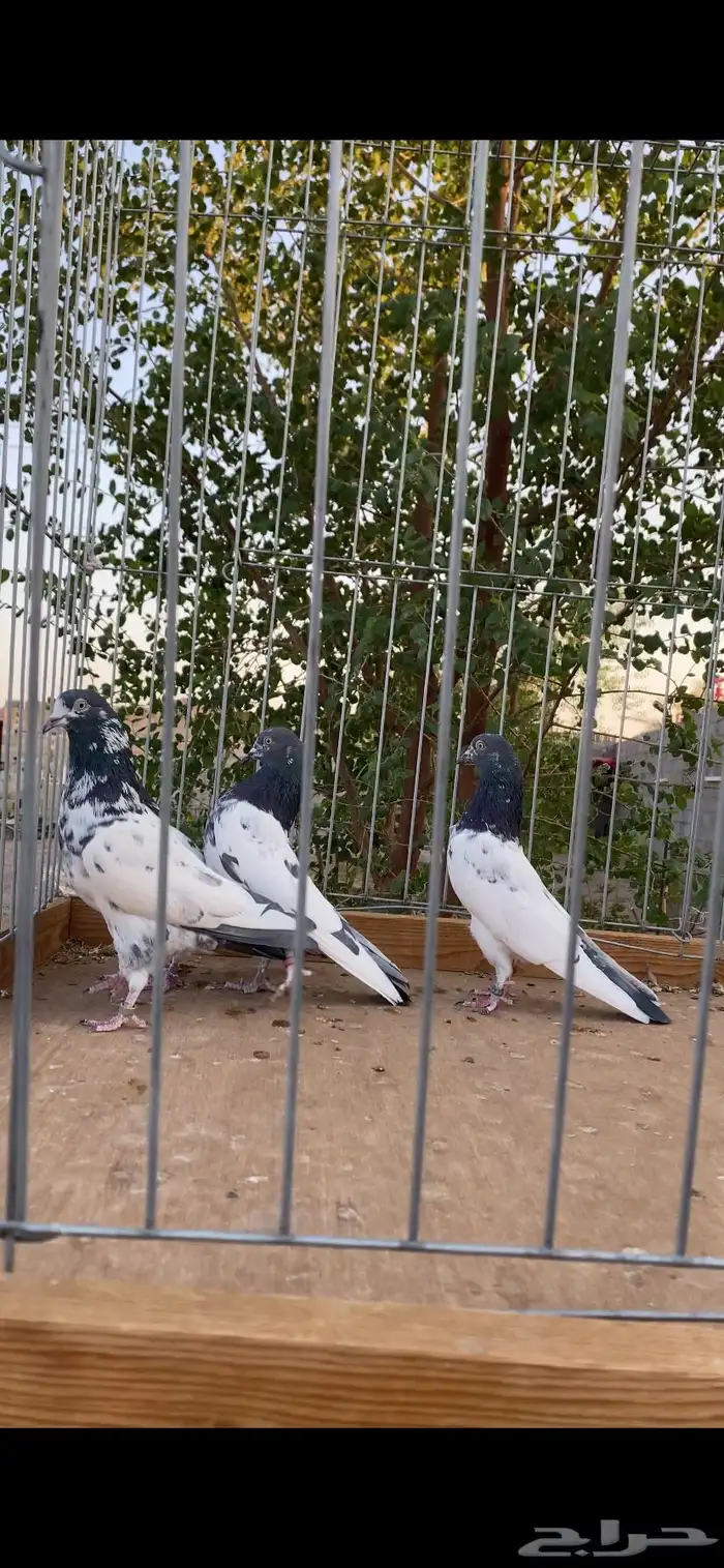 للبيع جوزين تيدي 2