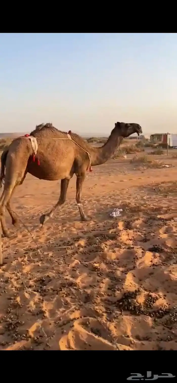 ناقه صفرا ضروبه 1