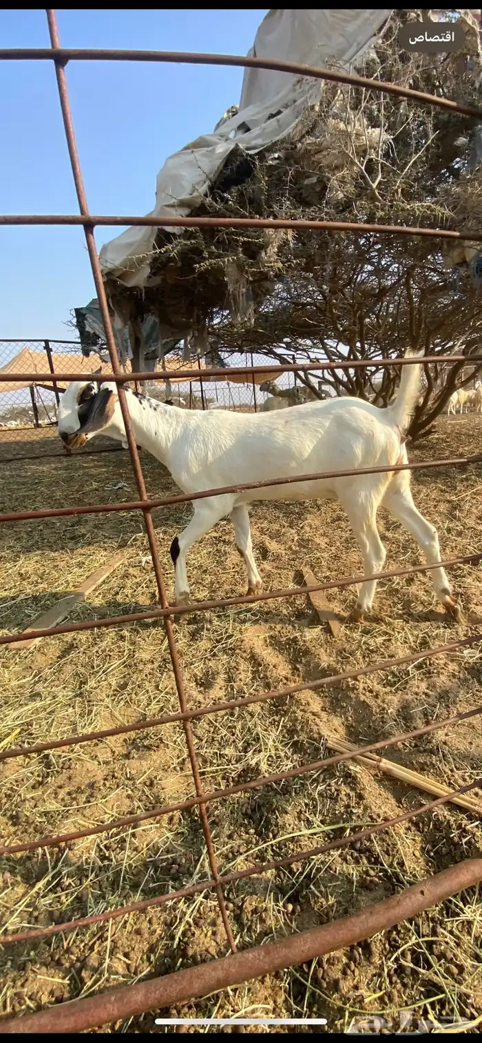 جفره فاخره 2