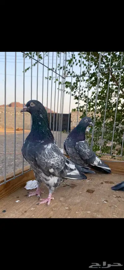 للبيع جوزين رام index