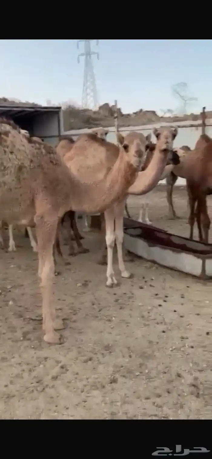 حشو بري لباني الموقع سبت العلايه 0