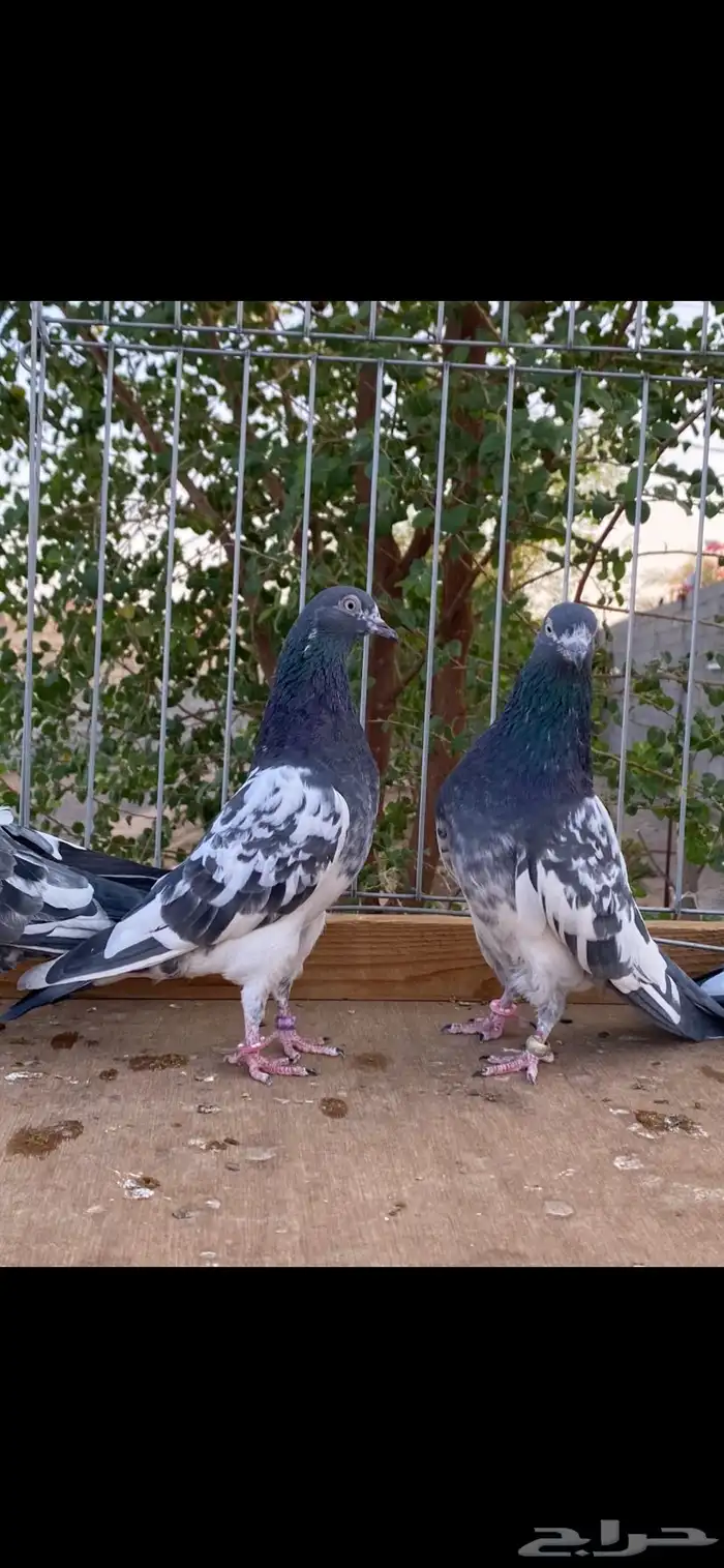 للبيع جوزين رام 0